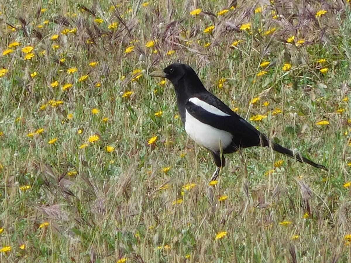 Eurasian Magpie - ML617510934