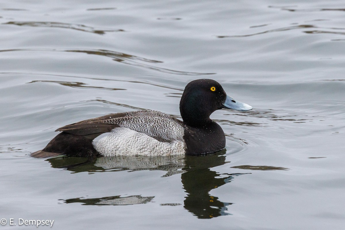 Lesser Scaup - Ethel Dempsey