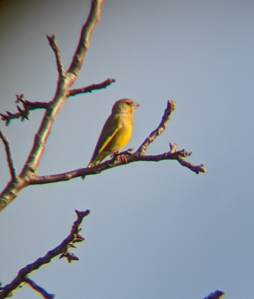 European Greenfinch - Bemma Watson Hernandez