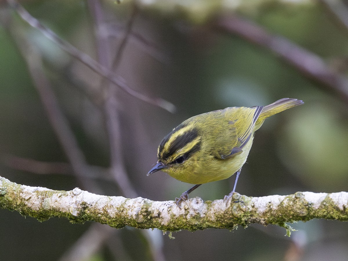 Mountain Leaf Warbler - Charmain Ang