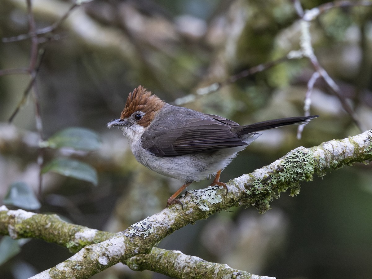 Chestnut-crested Yuhina - ML617511150