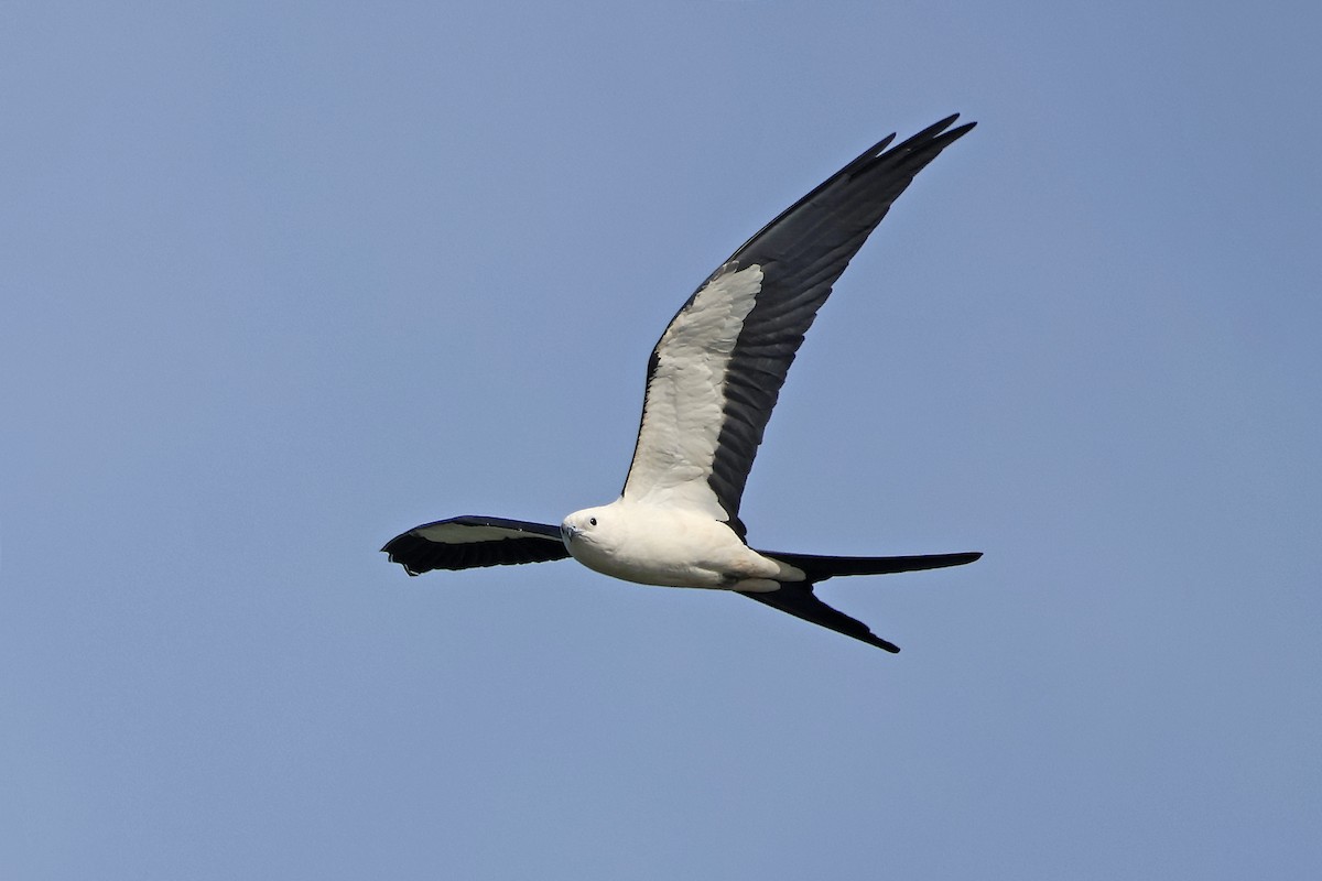 Swallow-tailed Kite - Bill McNee
