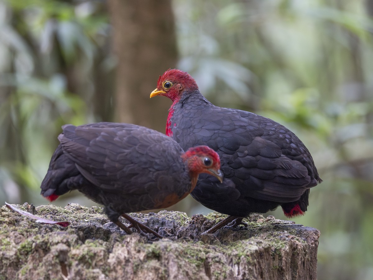 Crimson-headed Partridge - ML617511245