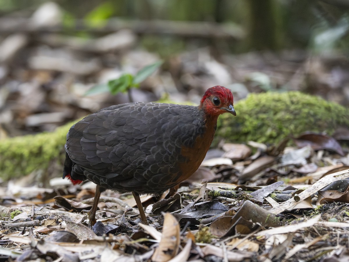 Crimson-headed Partridge - Charmain Ang