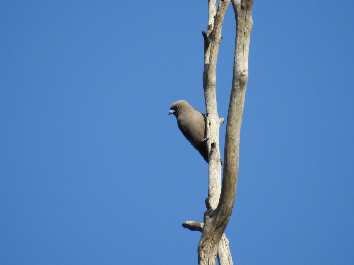 Dusky Woodswallow - Dirk Tomsa