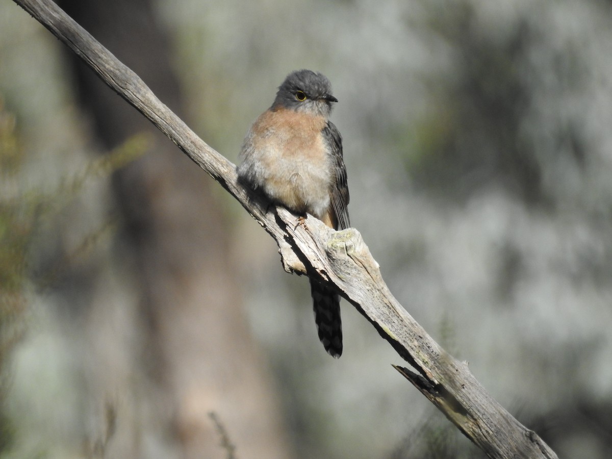 Fan-tailed Cuckoo - Dirk Tomsa