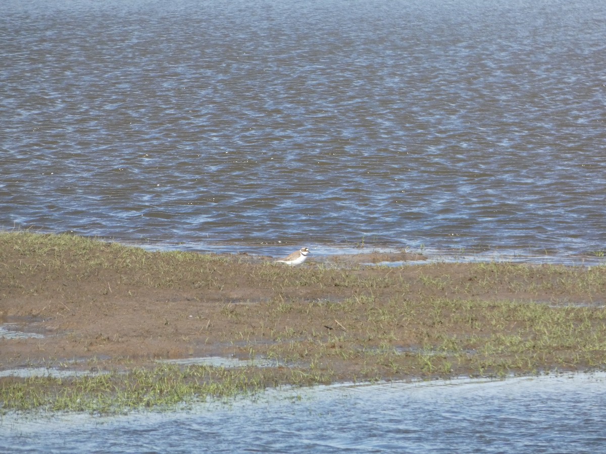 Little Ringed Plover - ML617511256