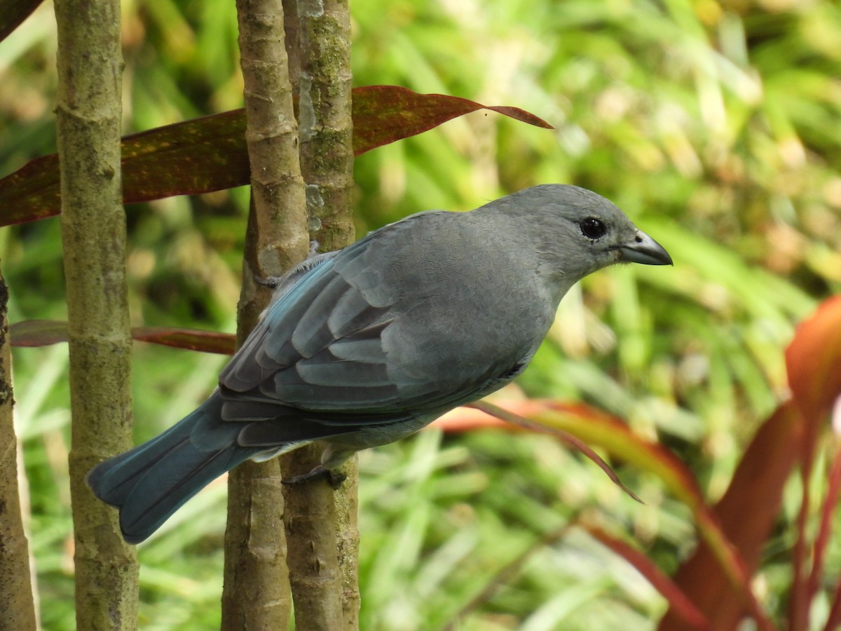 Sayaca Tanager - WILLIAM MACIEL