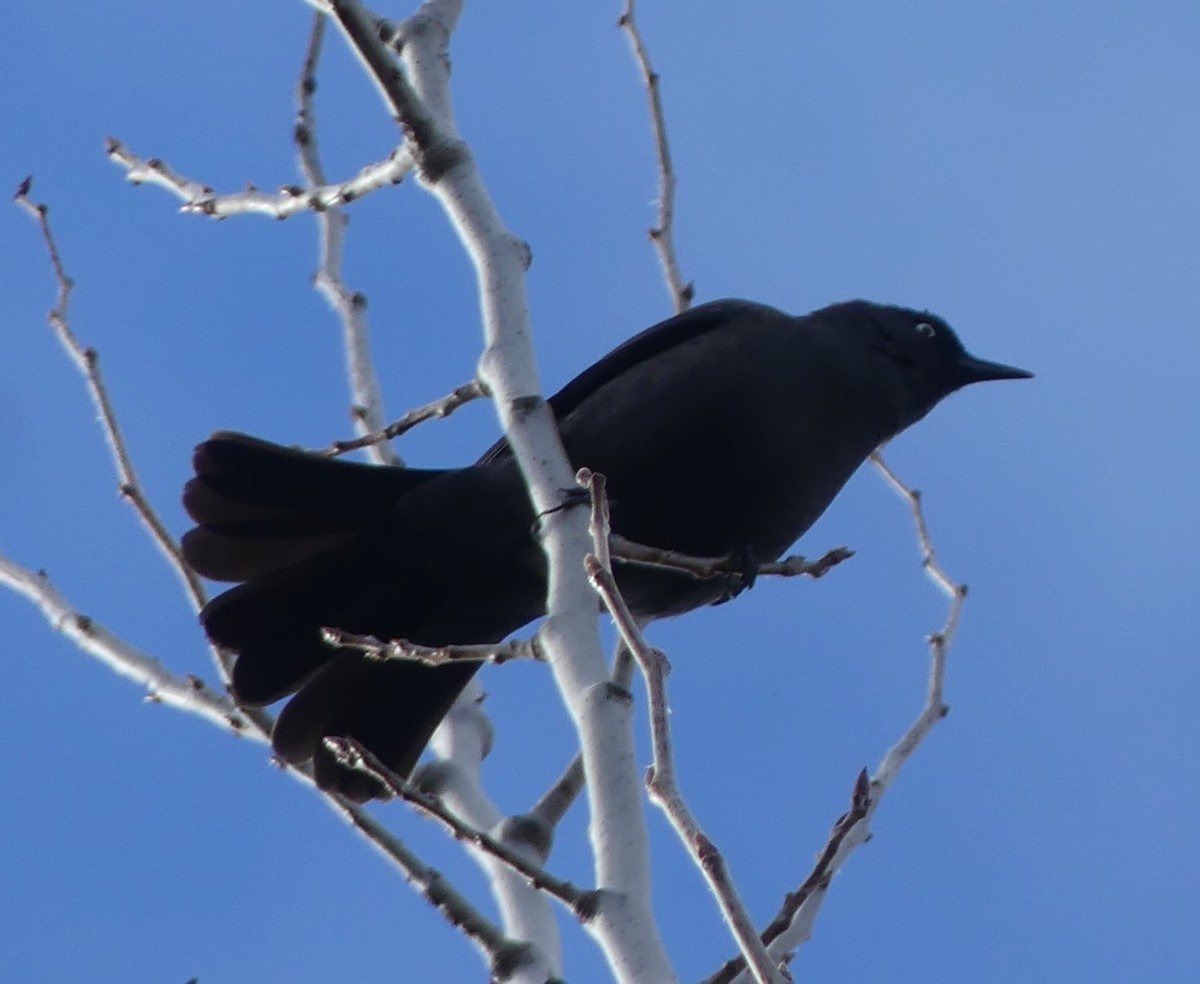 Rusty Blackbird - ML617511285