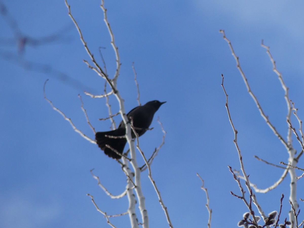 Rusty Blackbird - ML617511286