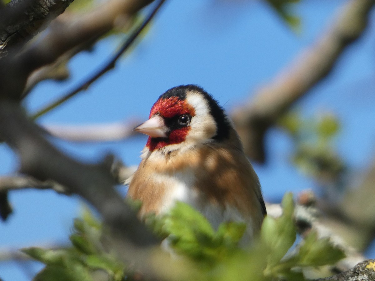 European Goldfinch - ML617511305