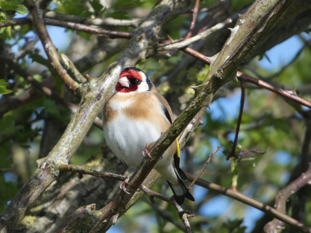 European Goldfinch - ML617511310