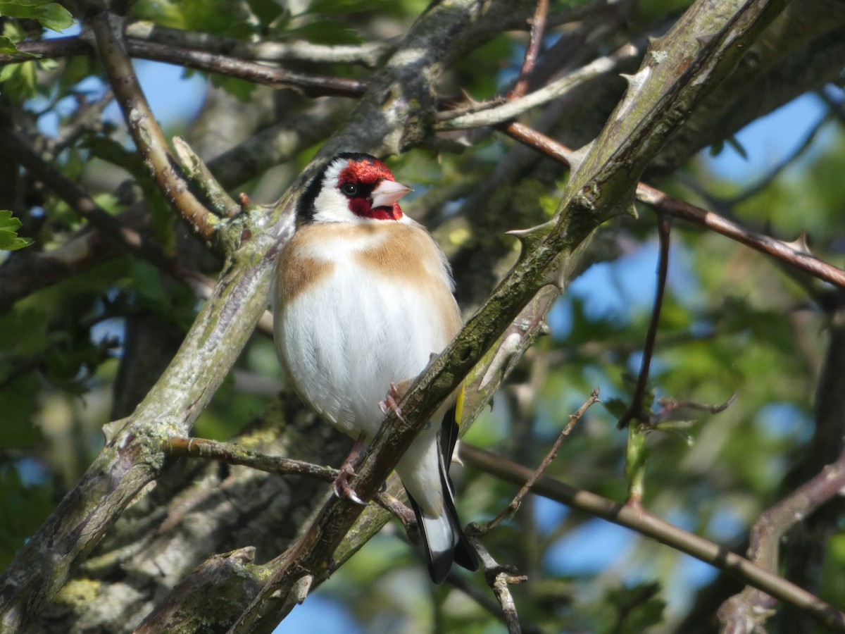 European Goldfinch - ML617511311