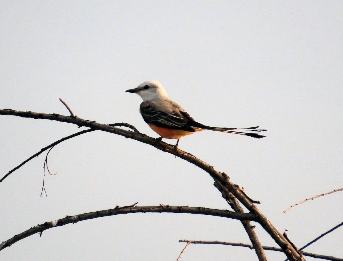 Scissor-tailed Flycatcher - ML617511368