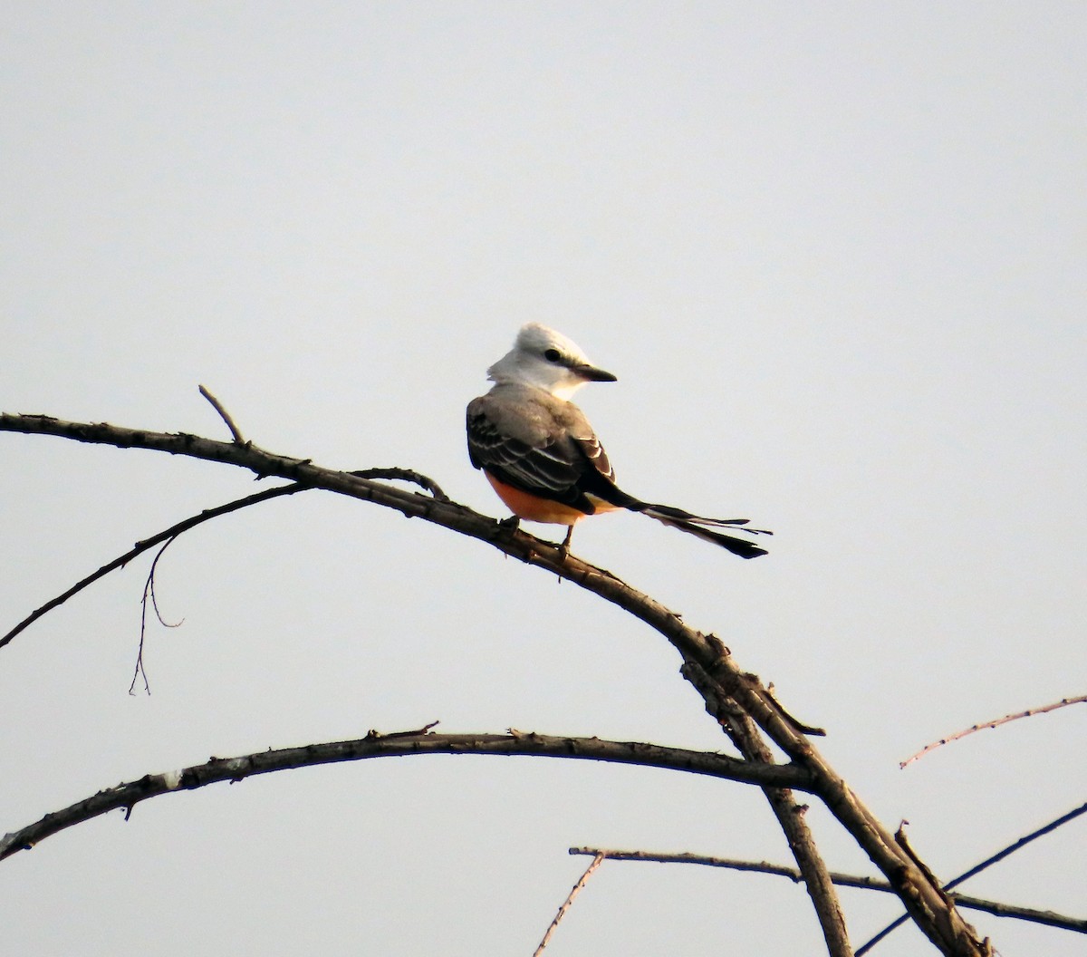 Scissor-tailed Flycatcher - Amy Evenstad