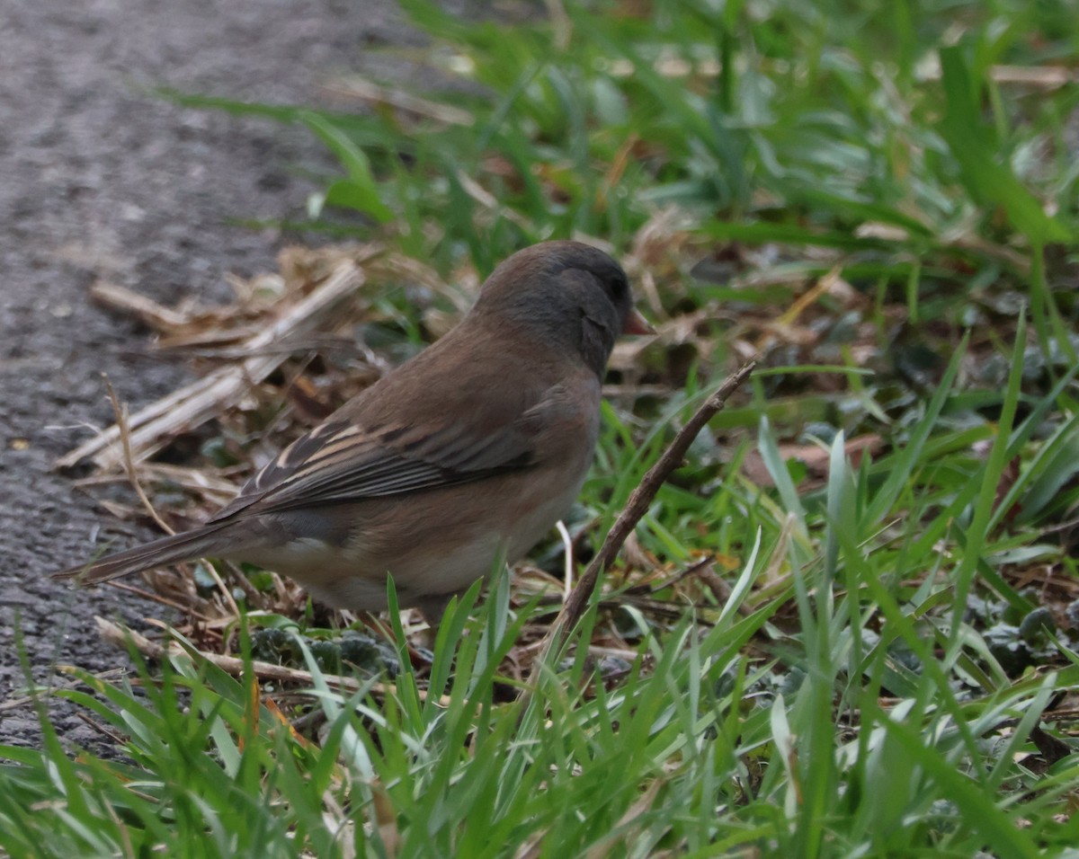 Dark-eyed Junco - ML617511377