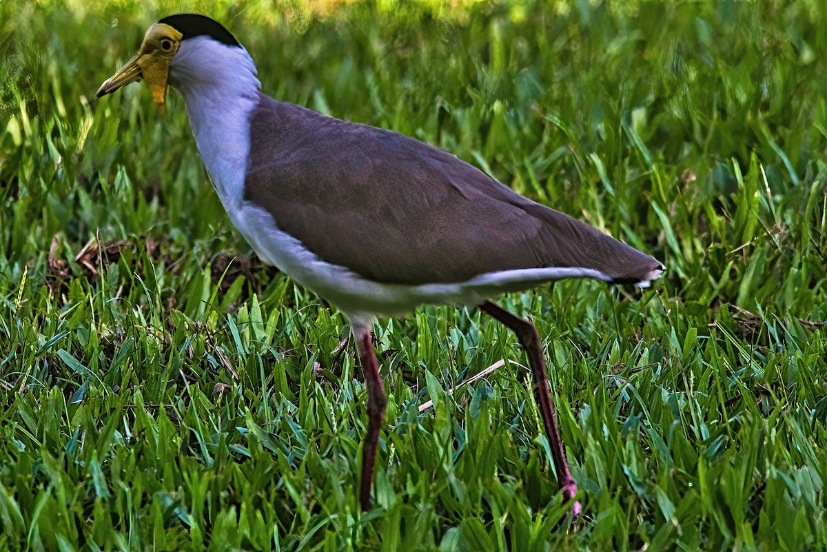 Masked Lapwing (Masked) - ML617511381