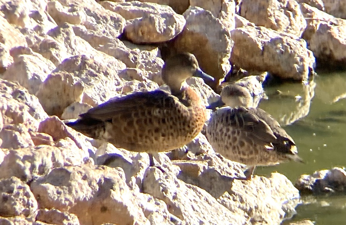 Chestnut Teal - John Graff