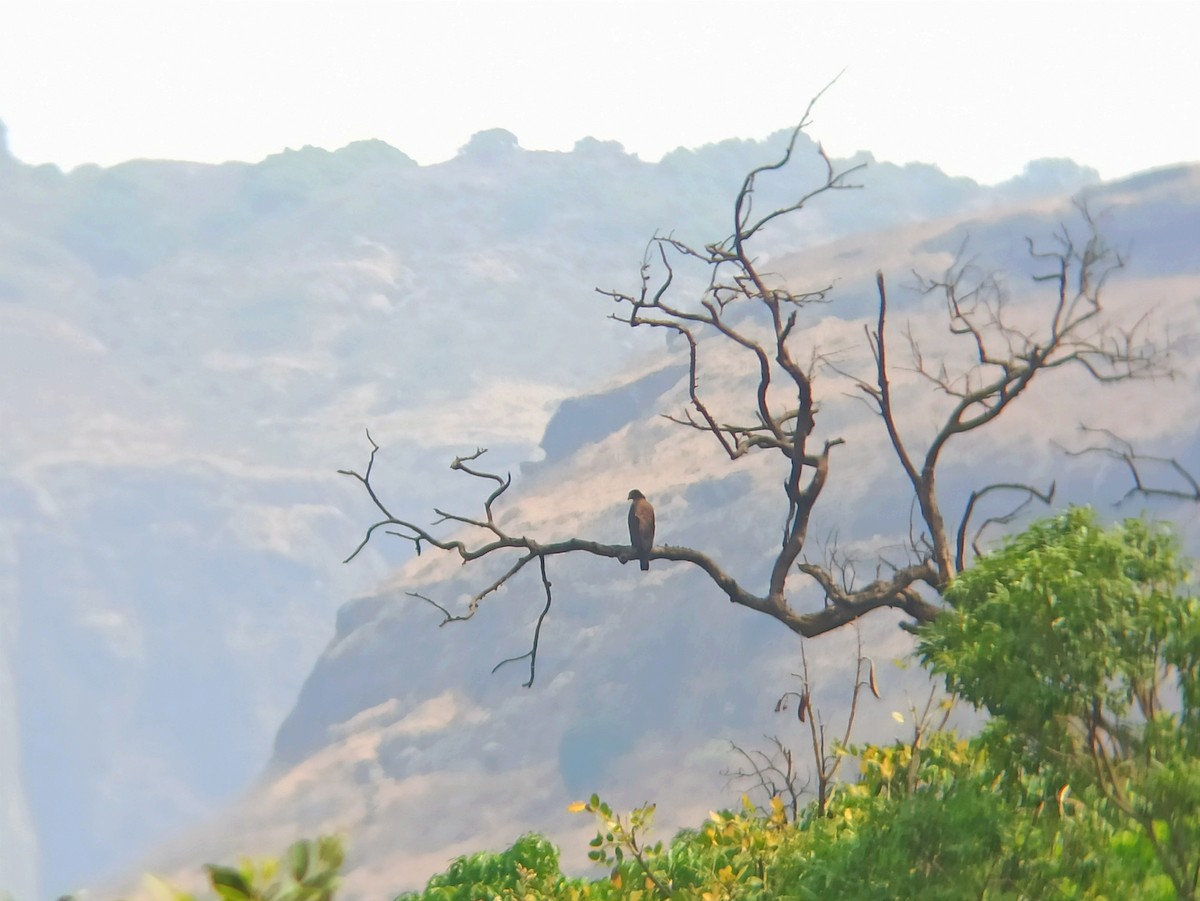 Crested Serpent-Eagle - ML617511506