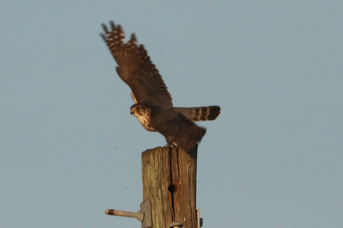 コチョウゲンボウ（columbarius） - ML617511519