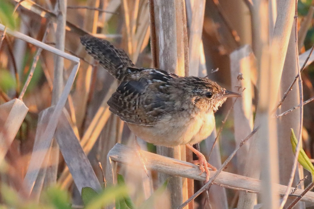 Sedge Wren - ML617511522