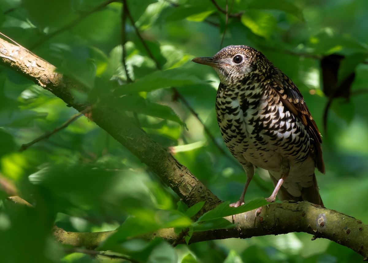 Scaly Thrush (Scaly) - ML617511560