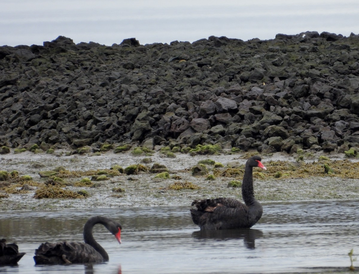 Black Swan - Joanne Thompson