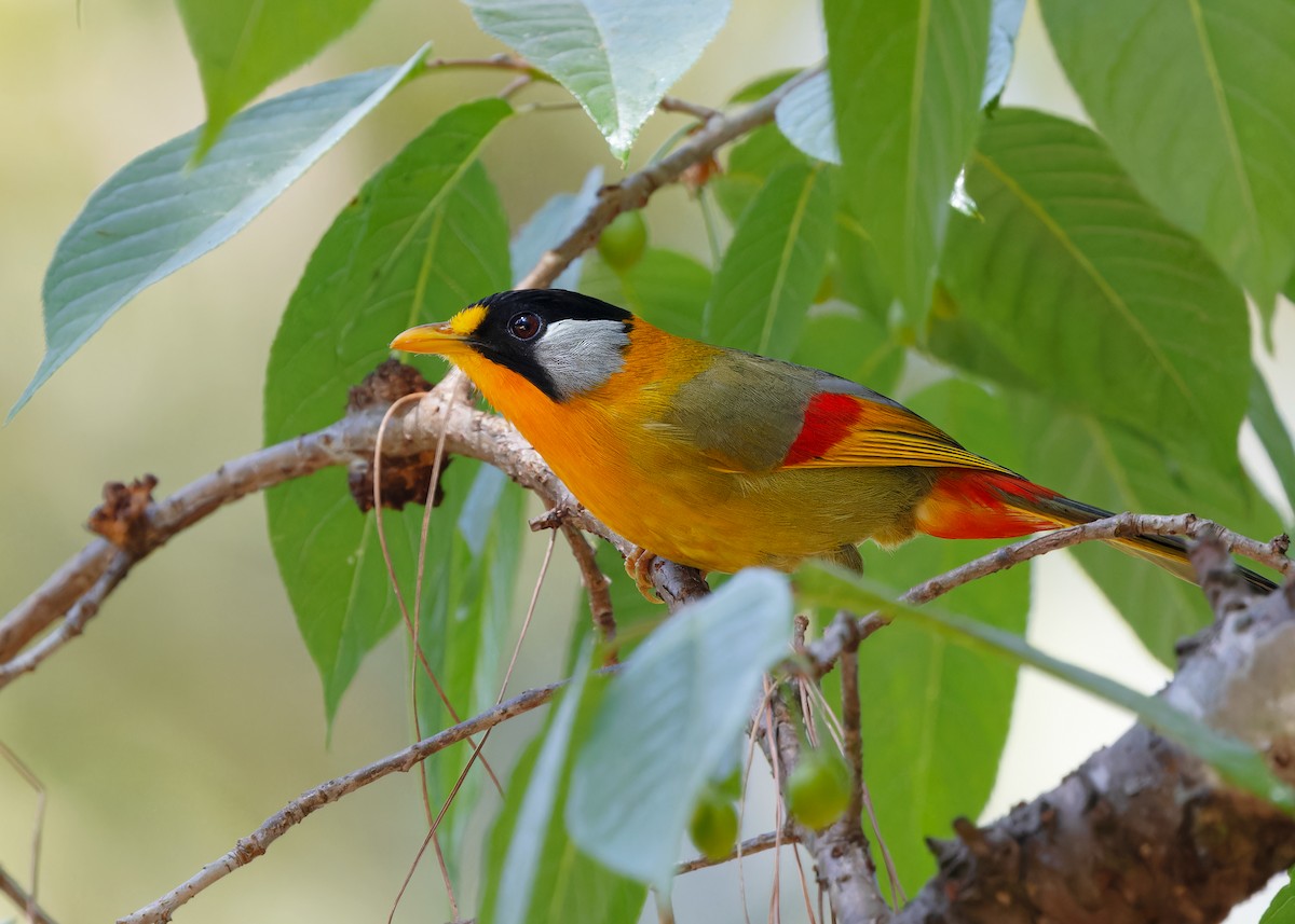 Leiótrix Cariblanco (grupo argentauris) - ML617511600