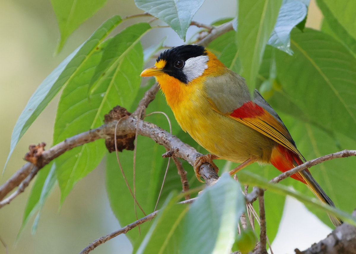 Silver-eared Mesia (Silver-eared) - ML617511601