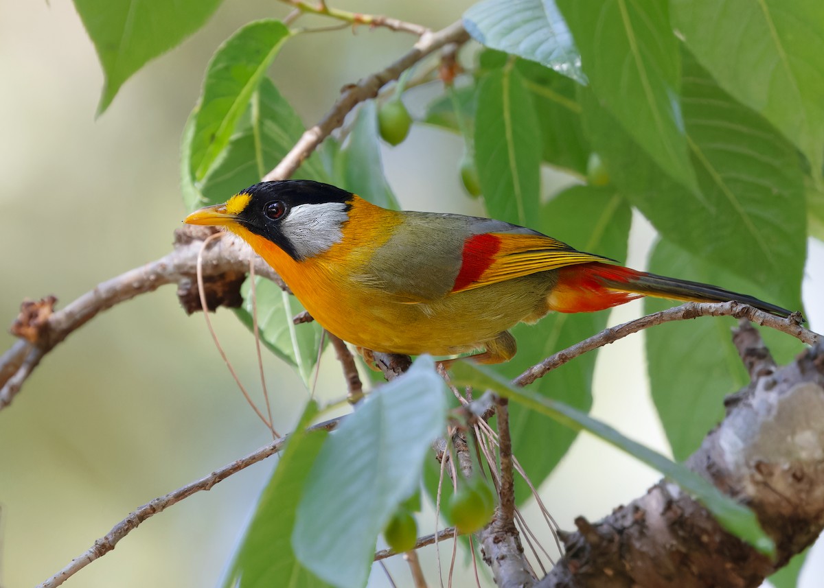 Leiótrix Cariblanco (grupo argentauris) - ML617511602