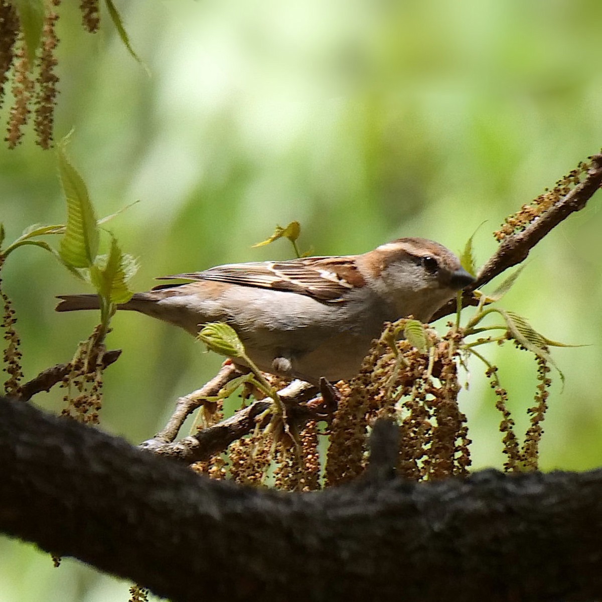 Russet Sparrow - Jim Mori