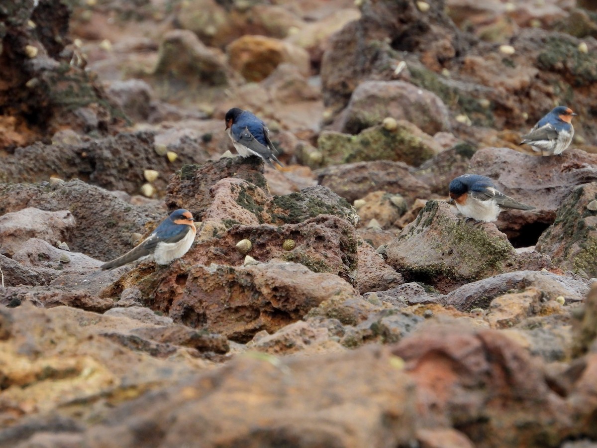 Golondrina Australiana - ML617511680