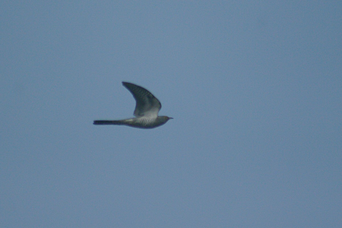 Common Cuckoo - ML617511712