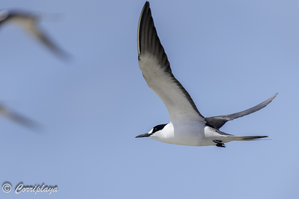 Sooty Tern - ML617511745