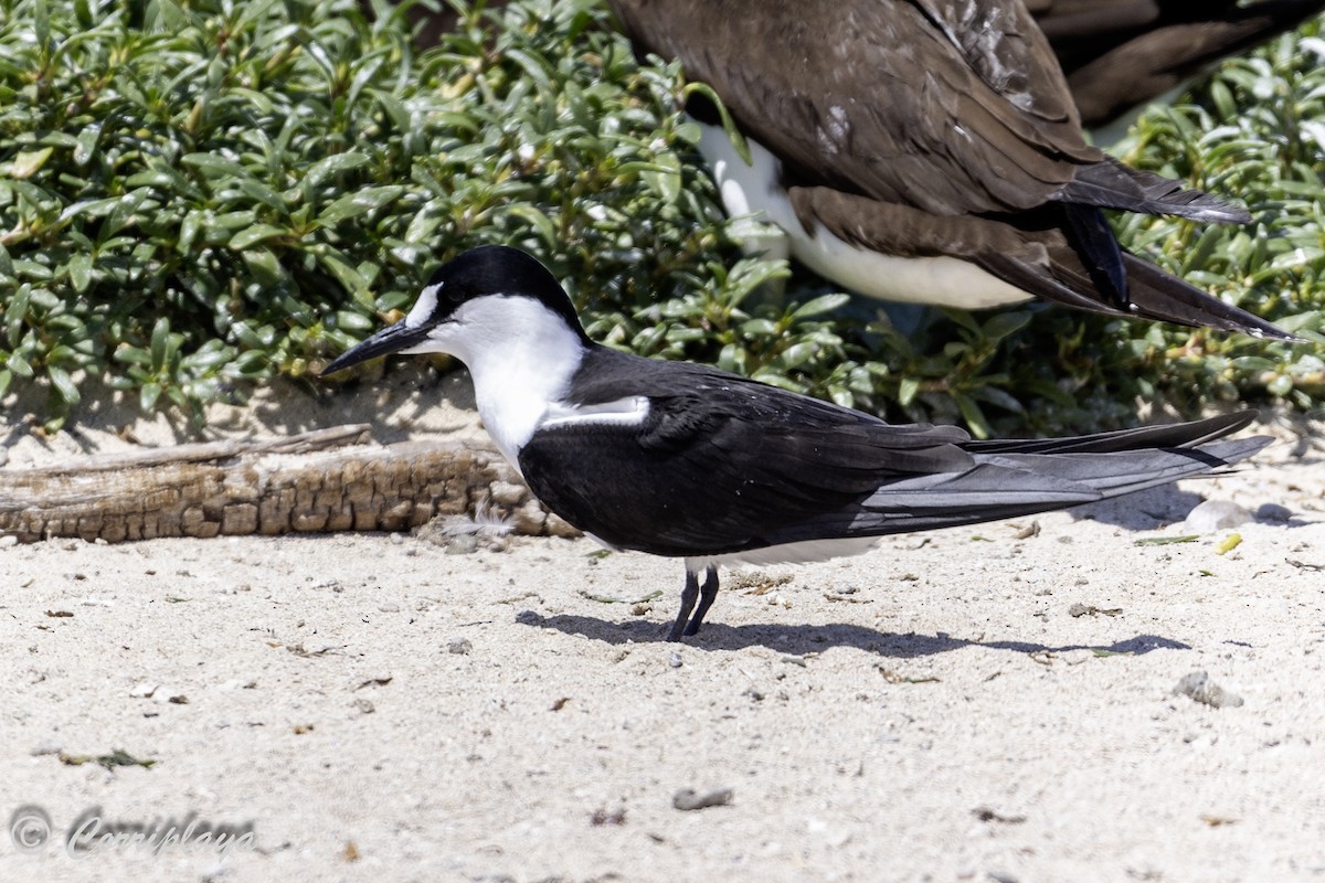 Sooty Tern - ML617511746