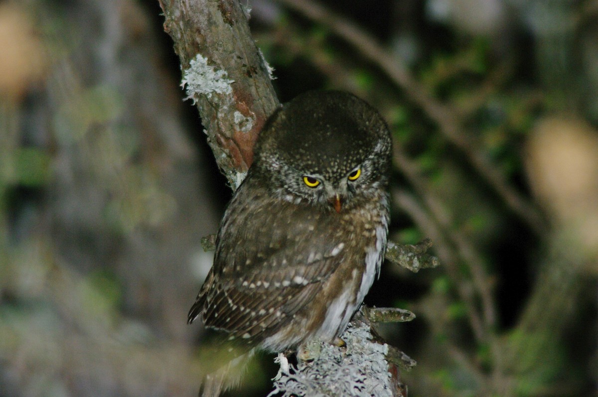 Eurasian Pygmy-Owl - Max Chiari