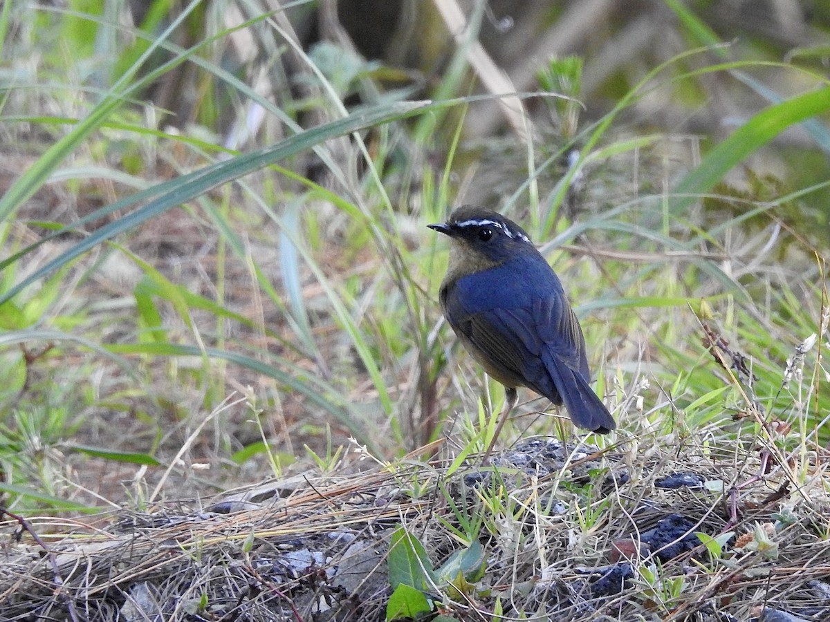 White-browed Bush-Robin (Taiwan) - ML617511902