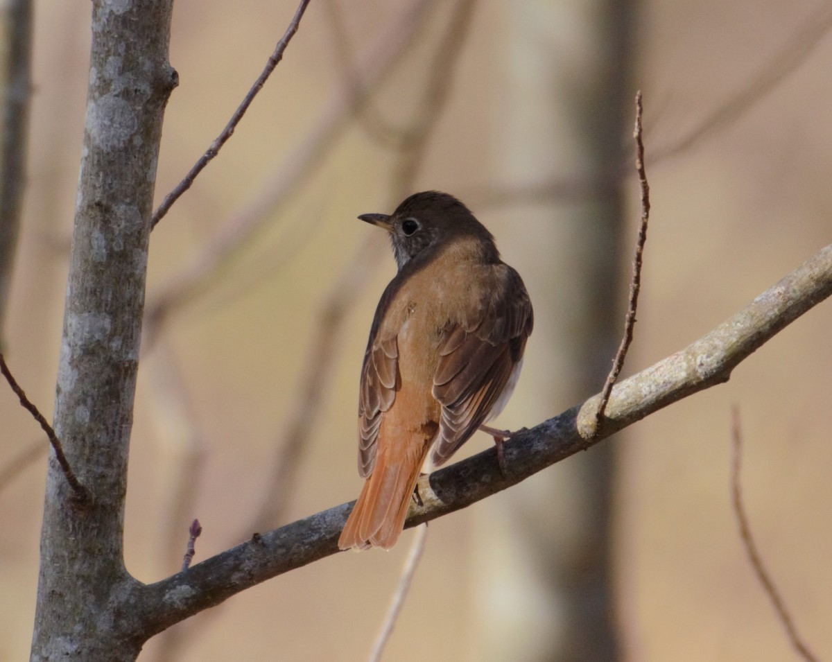 Hermit Thrush - Michael Vermue