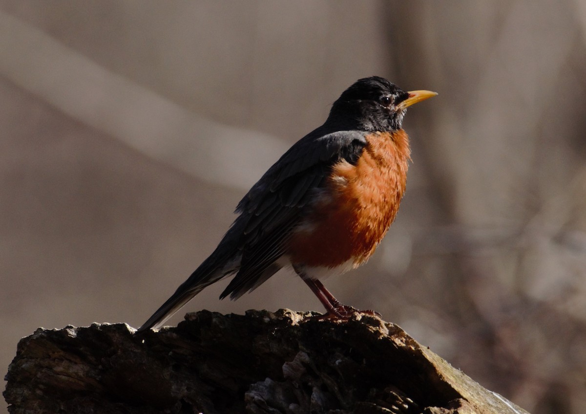 American Robin - ML617511984