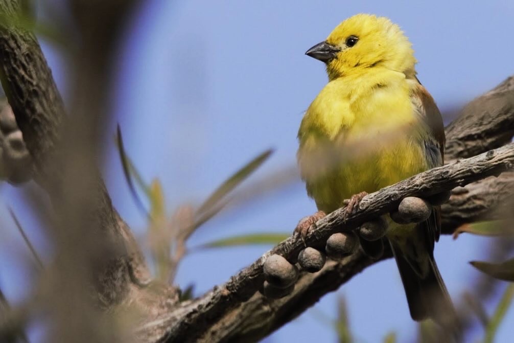 Sudan Golden Sparrow - Miguel Hernández Santana