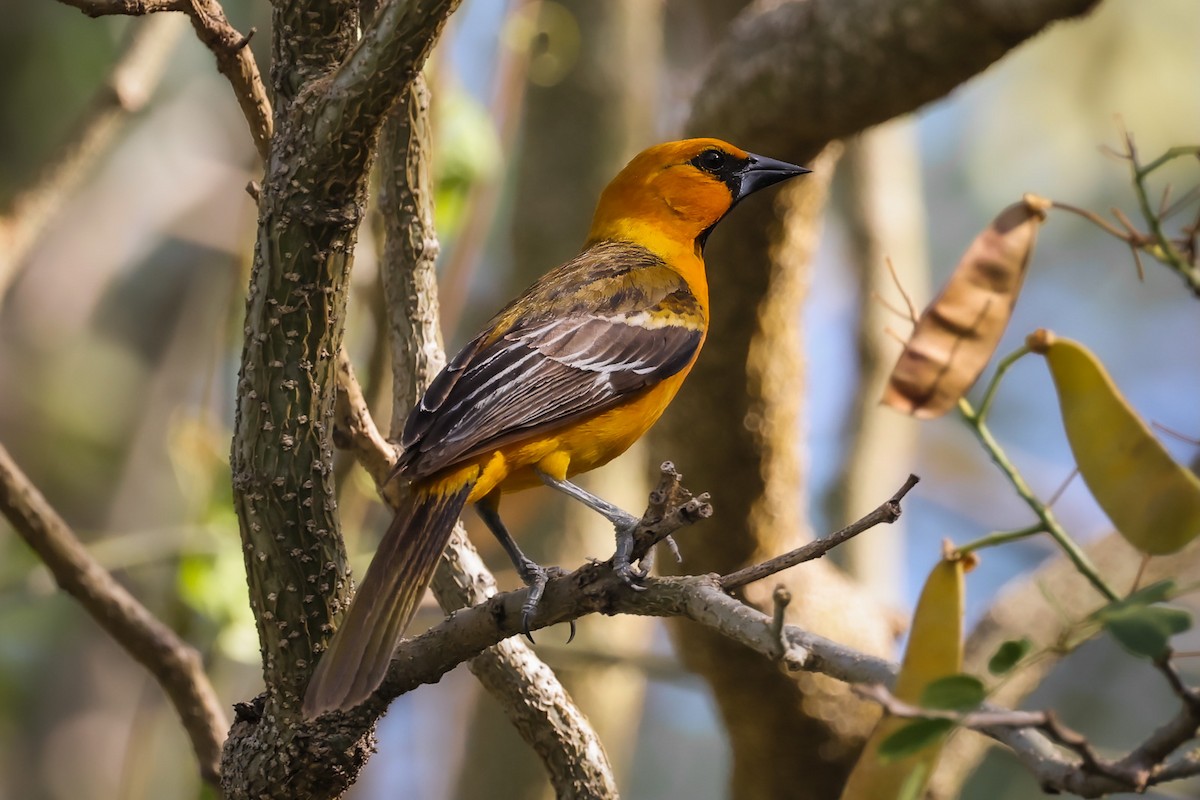 Oriole à gros bec - ML617512097