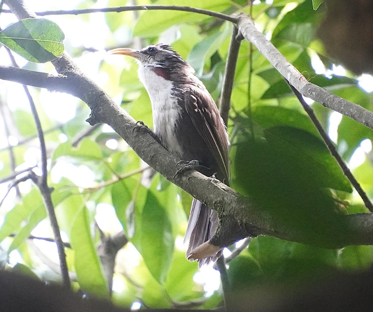 Indian Scimitar-Babbler - ML617512137