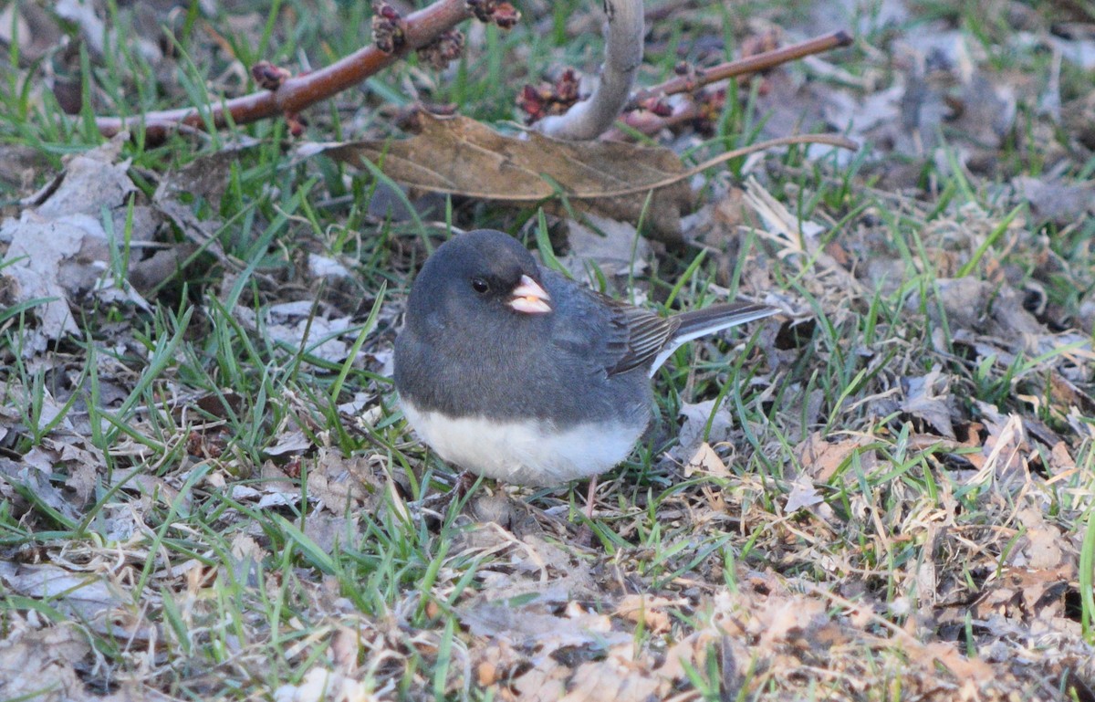 Dark-eyed Junco - Marc-André Villard