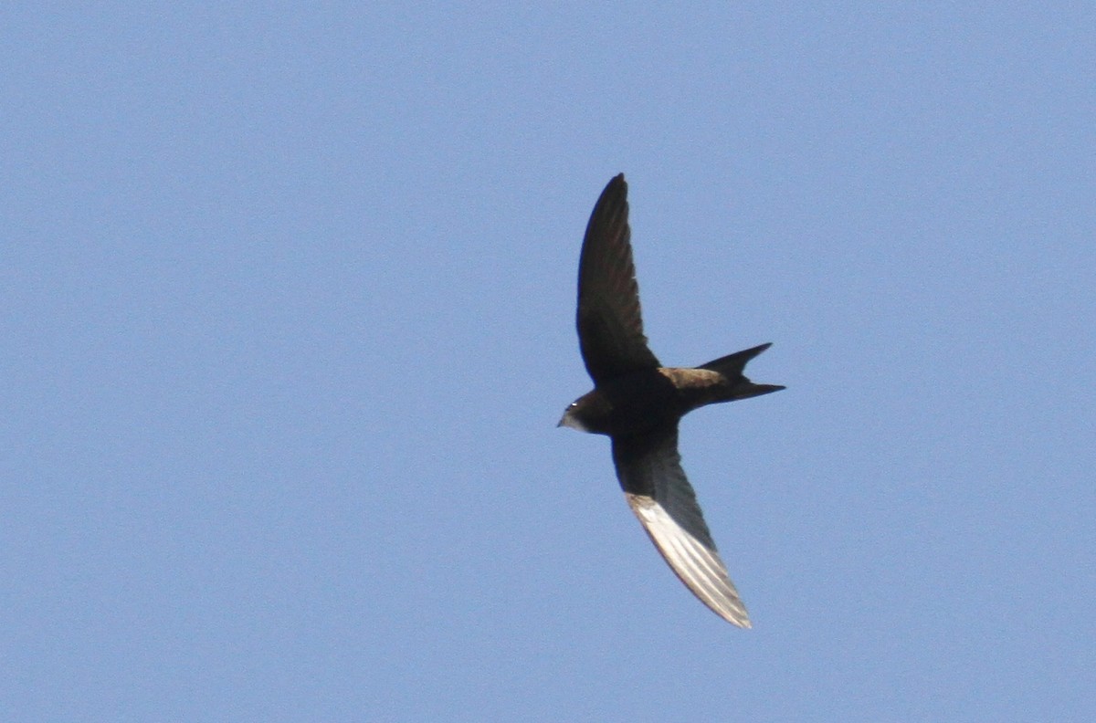 Common Swift - ML617512230