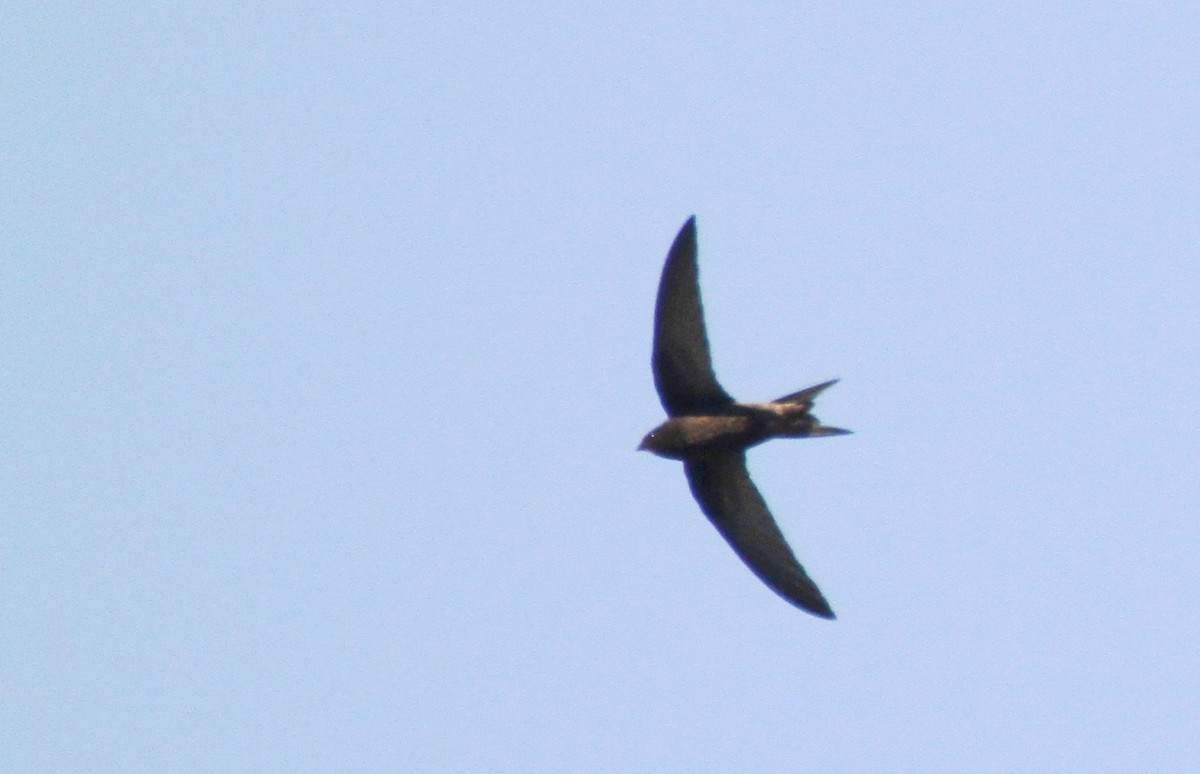 Common Swift - ML617512231