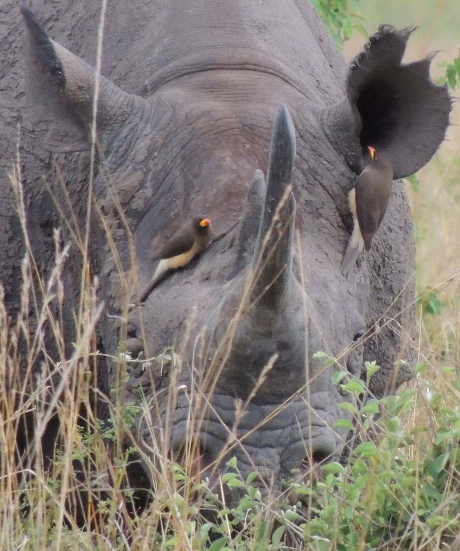 Yellow-billed Oxpecker - Jeffrey C and Teresa B Freedman