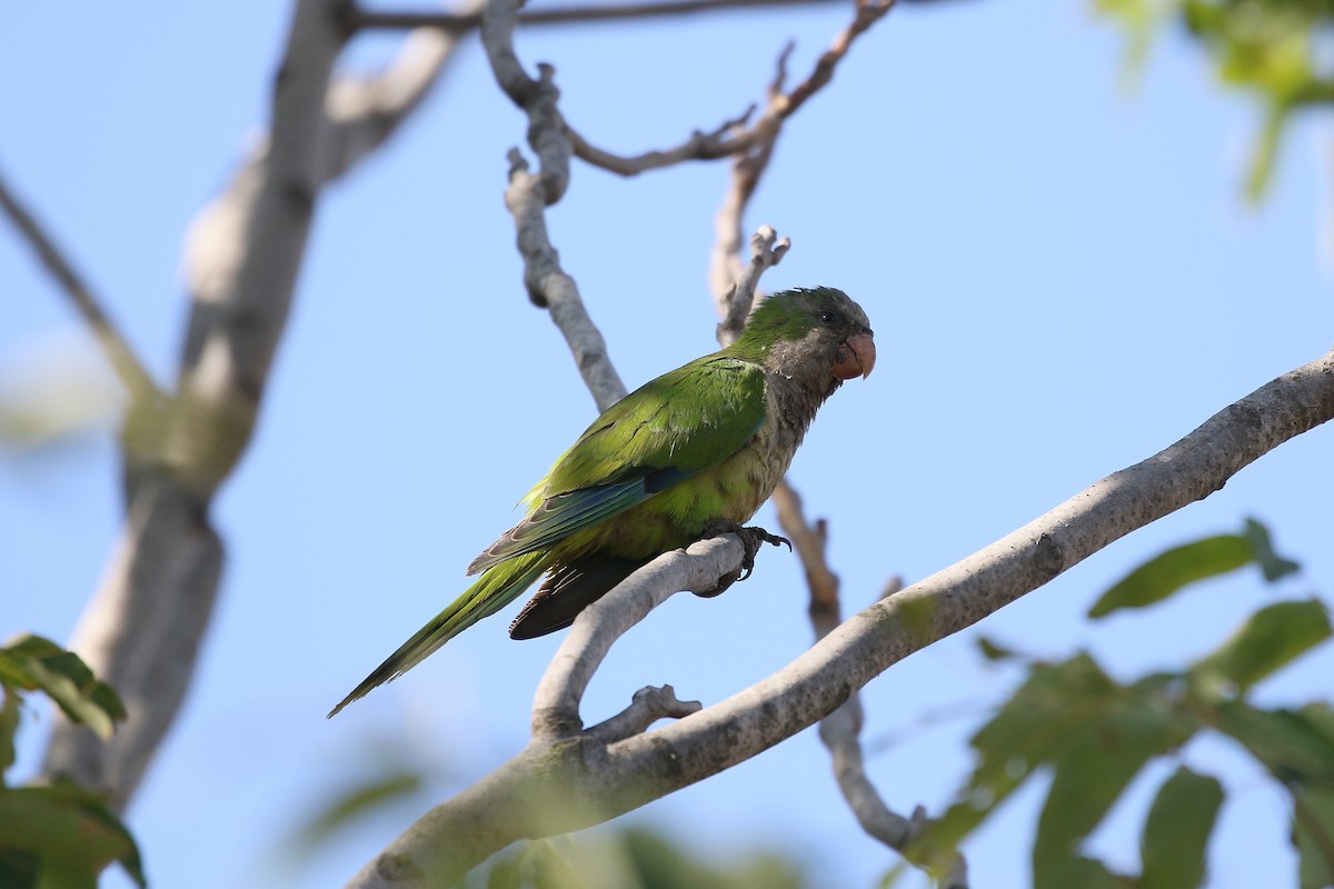 Monk Parakeet (Monk) - ML617512270