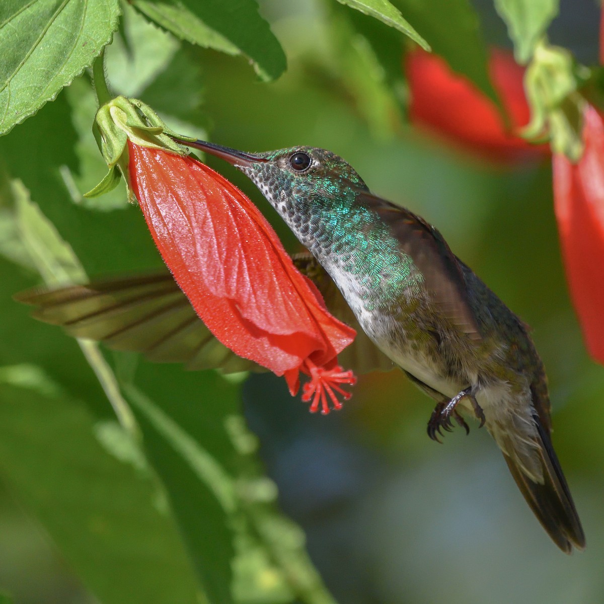 kolibřík pestrý - ML617512279