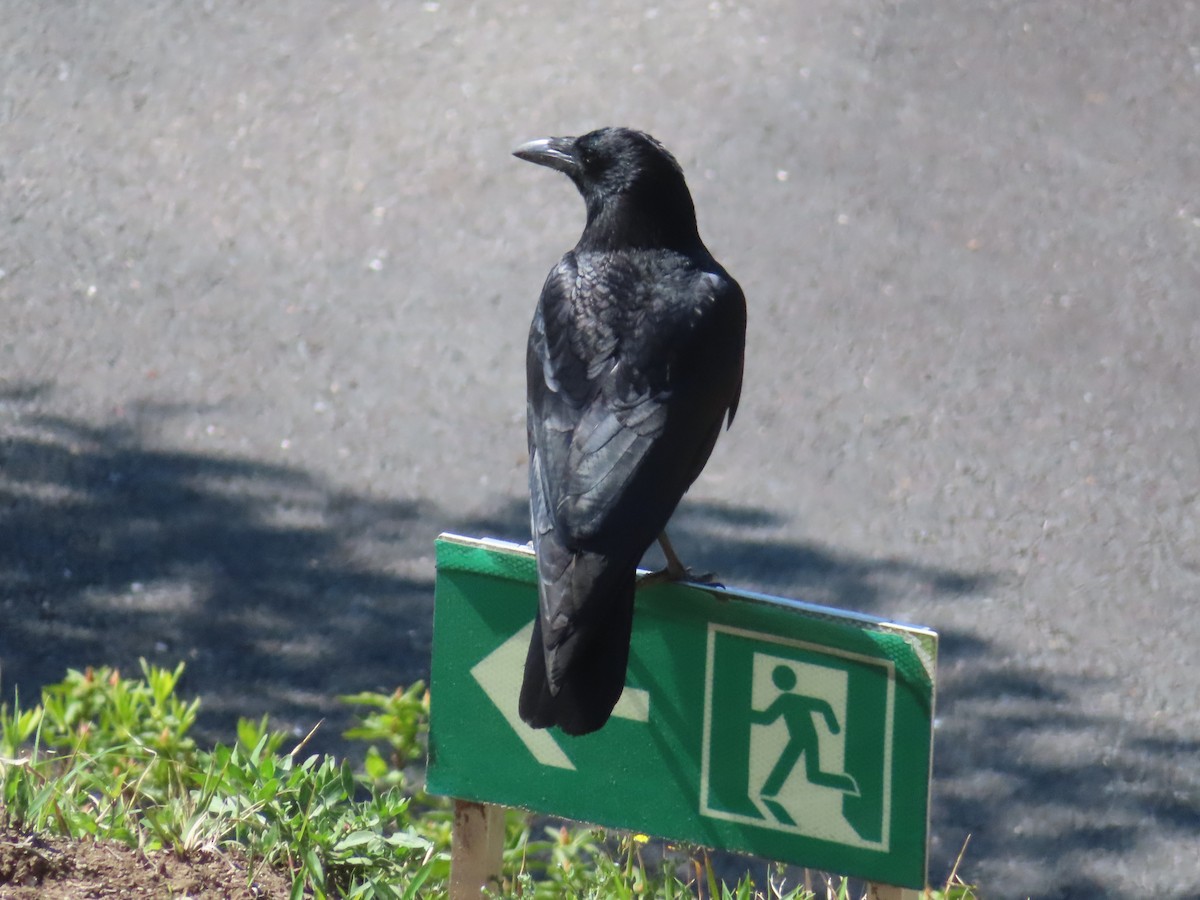 Large-billed Crow - ML617512288