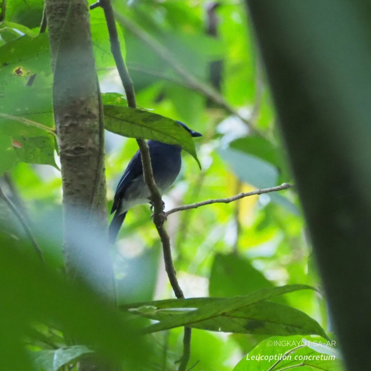 White-tailed Flycatcher - ML617512290